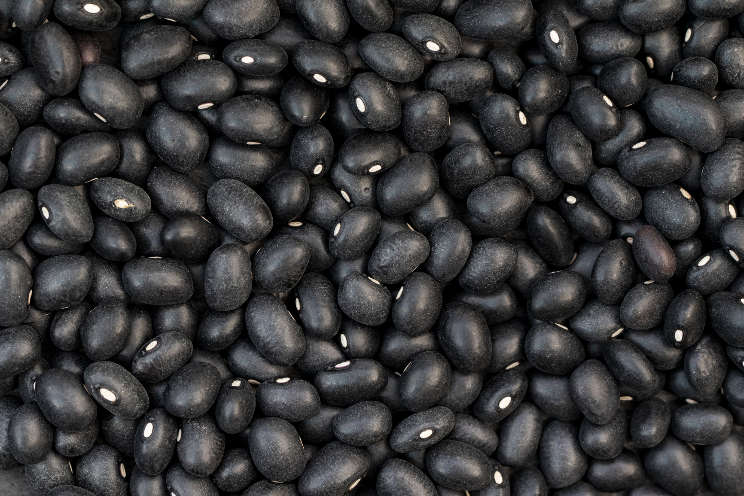 Black pea beans