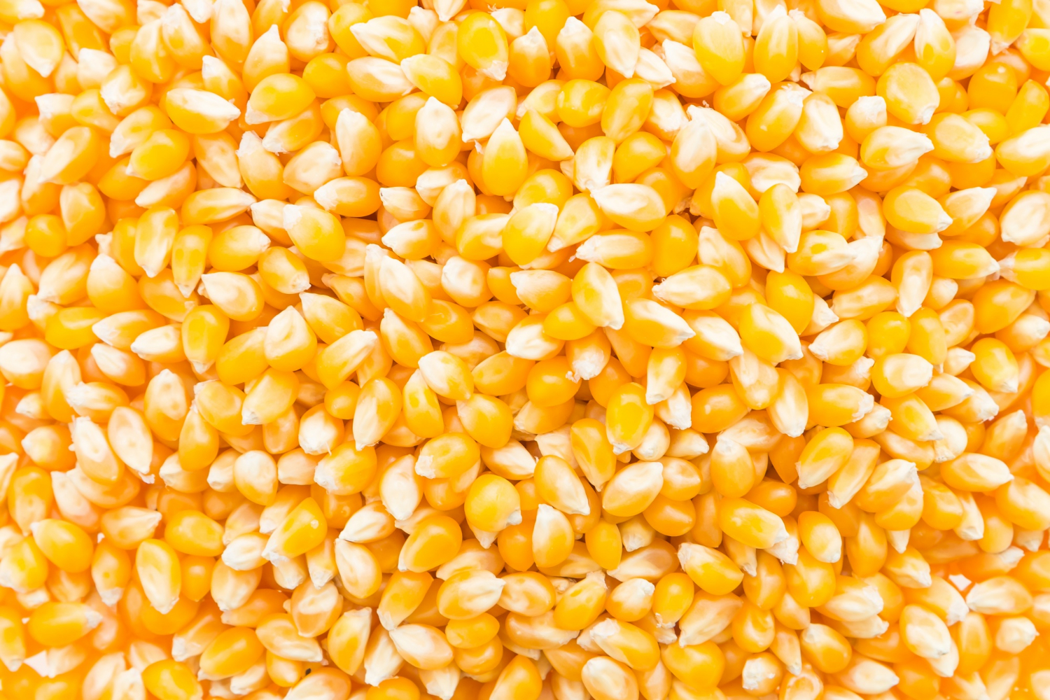 White maize — bulk export