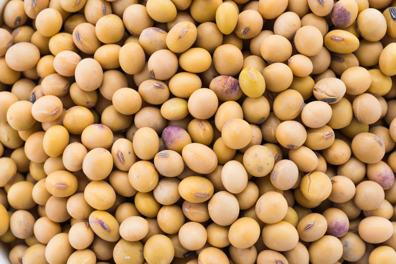 Soya beans — Ethiopian export quality
