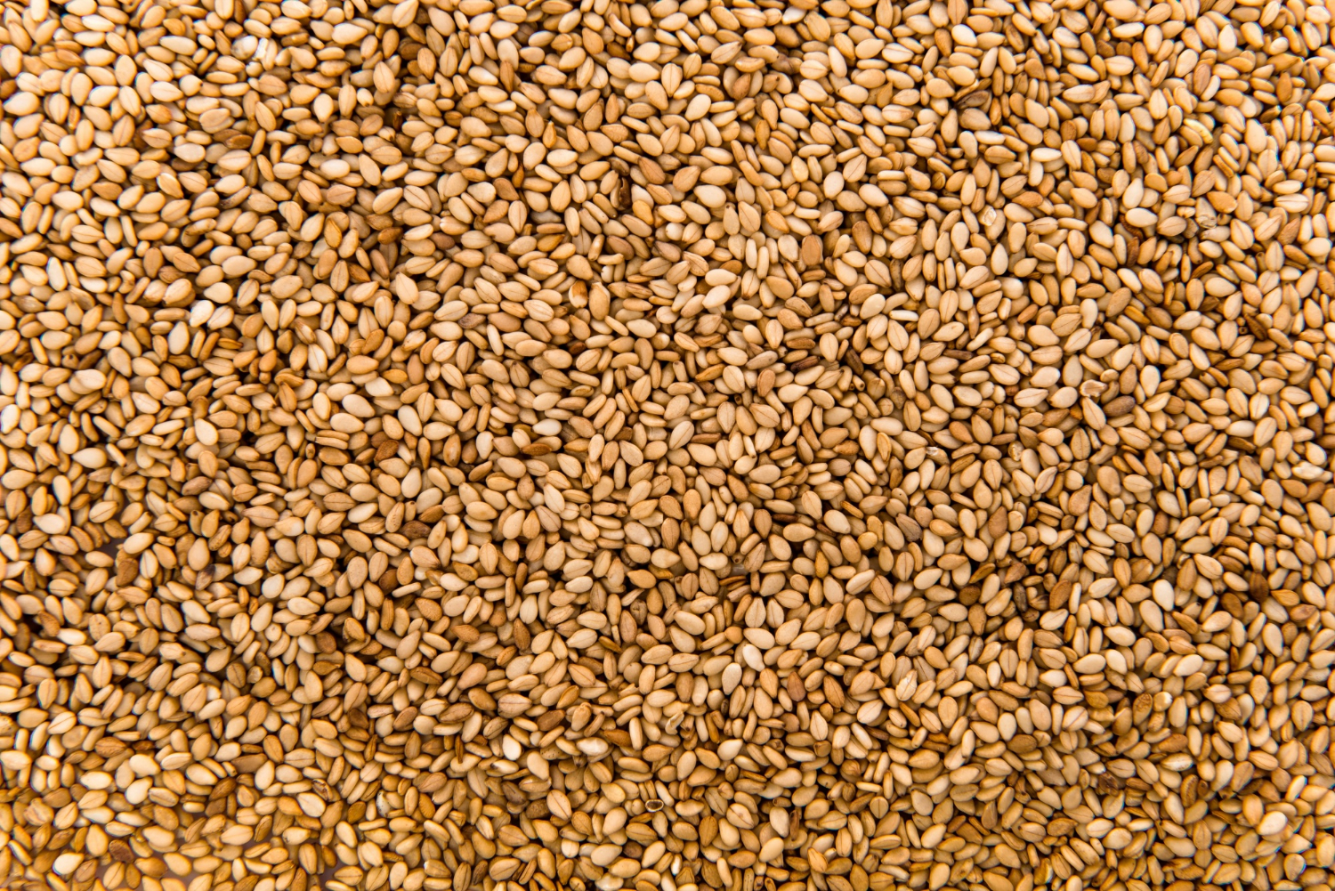 Sesame seeds — Ethiopian export quality